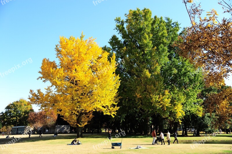 Park Autumnal Leaves Gingko Tree Free Photos