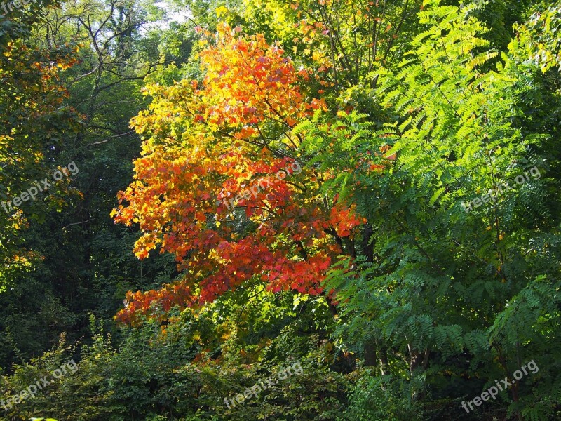 Red Green Fall Colors Tree Light