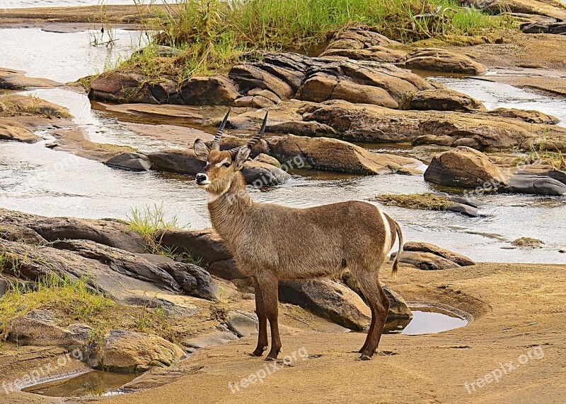 Waterbuck Nature Wildlife Buck Kruger