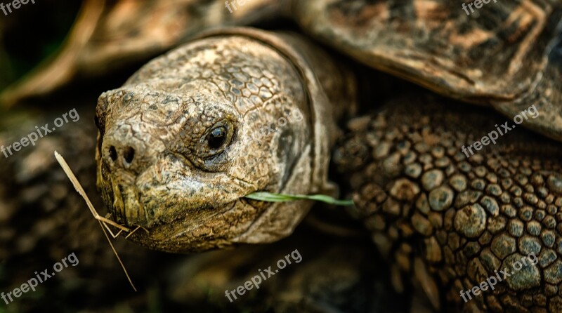 Tortoise Shell Nature Wild Free Photos