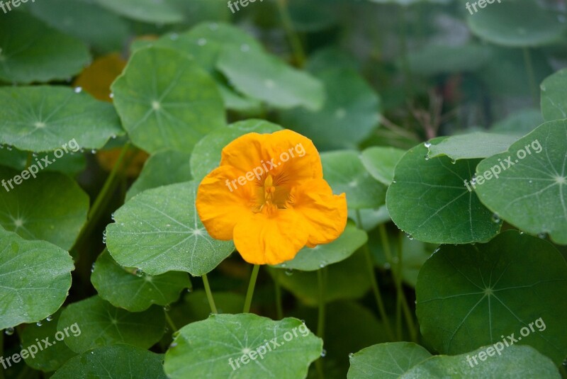 Nasturtium Flower Dew Orange Yellow