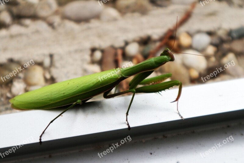 Praying Mantis Insect Nature Free Photos