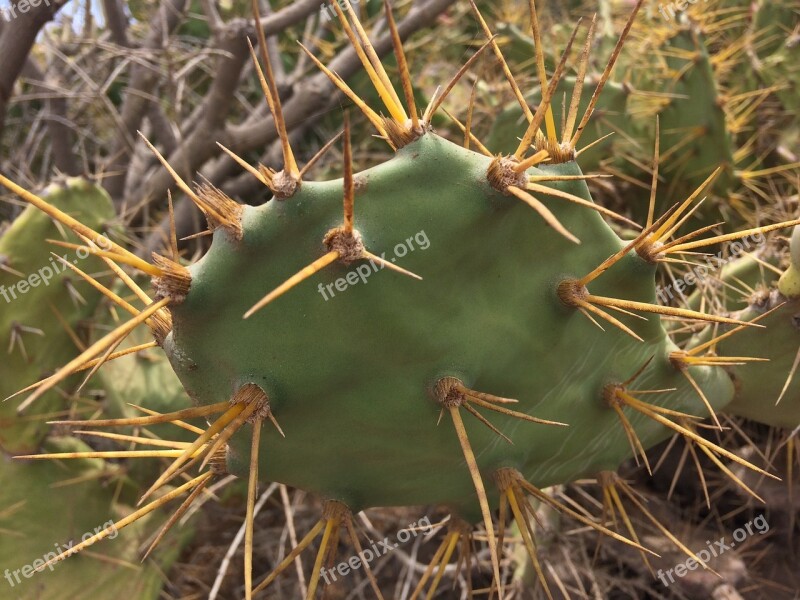 Cactus Green Thorns Prickly Nature