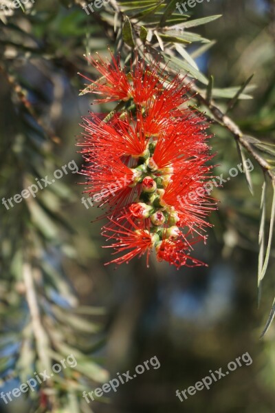 Callistemon Flower Red Bottlebrush Flora