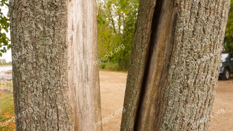 Trees Forest Nature Forest Trees Green