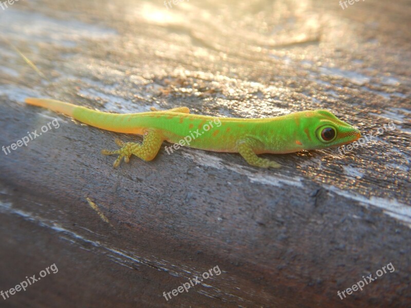 Praslin Gecko Green Nature Seychelles