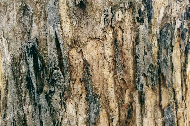 Bark Timber Lumber Parched Textures