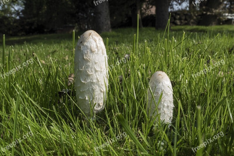 Schopf Comatus Coprinus Comatus Asparagus Mushroom Porcelain Comatus Tintenpilz