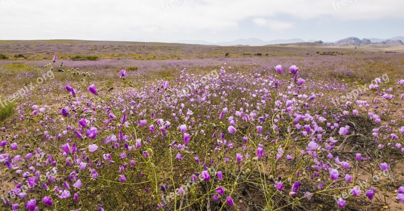 Flowering Desert Chile Flowers Free Photos