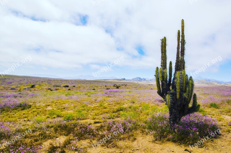 Cactus Flowering Desert Flowers Chile Free Photos