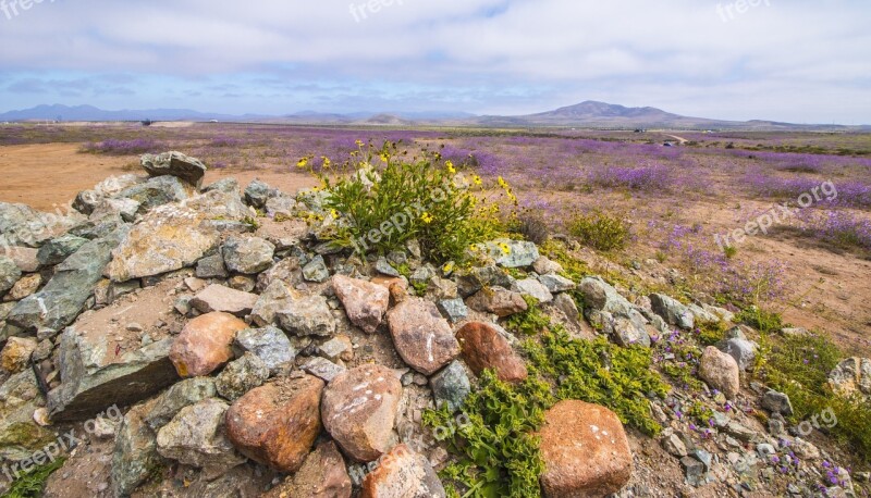 Flowering Desert Rocks Flowers Free Photos