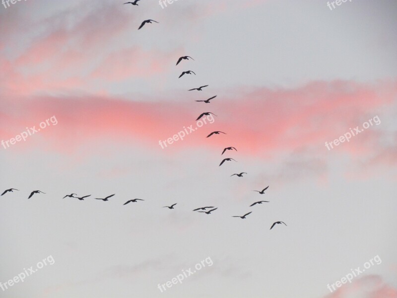 Migration Bird Clouds Group Of Birds Air