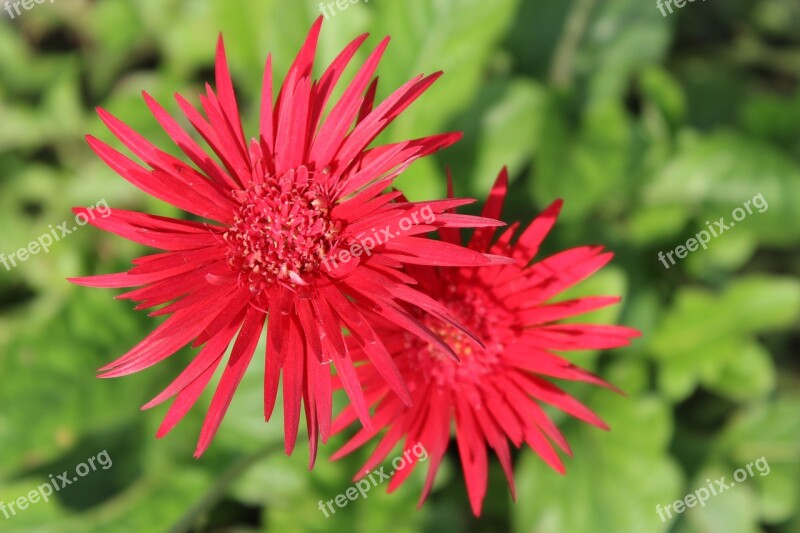 Flowers Red Summer Colorful Nature