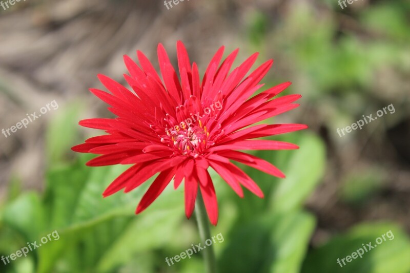 Flowers Red Summer Colorful Nature