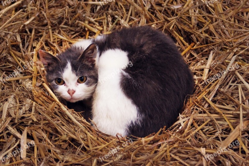 Farm Cat Hay Kitten Stable