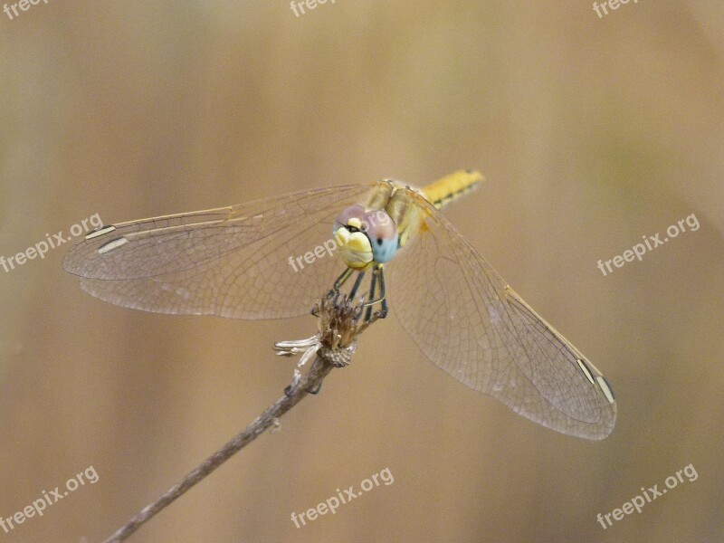 Dragonfly Yellow Dragonfly Orthetrum Chrysostigma Branch Free Photos