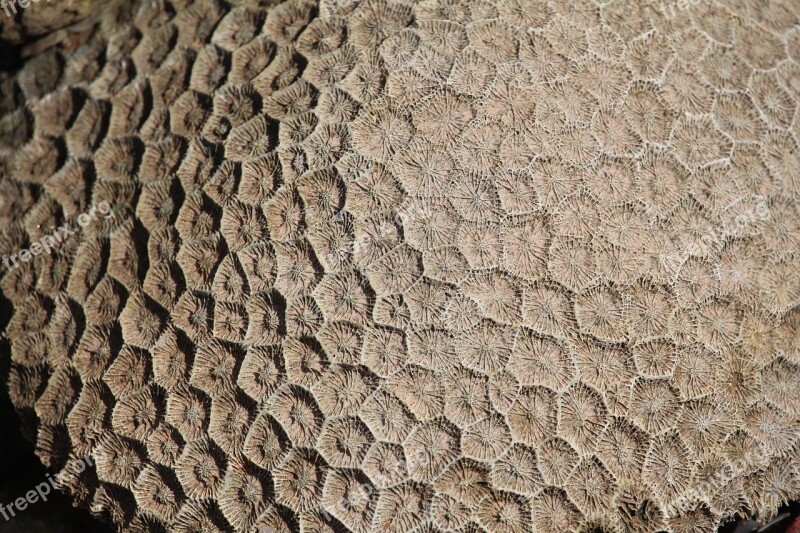 Coral Texture Dead Destroyed Pattern