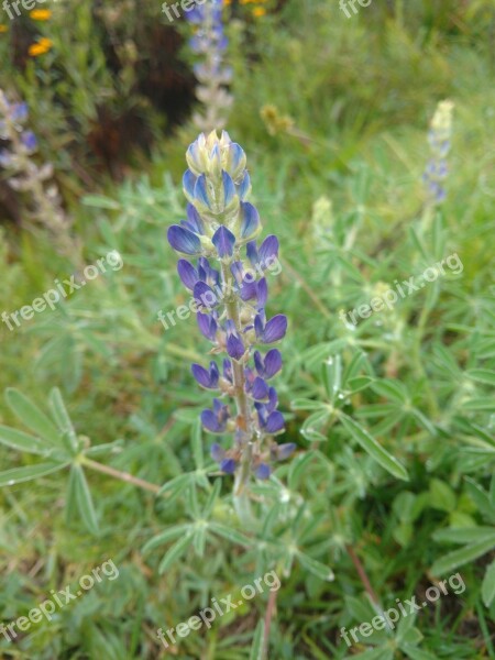 Lavender Purple Medicinal Plants Flowers Flower