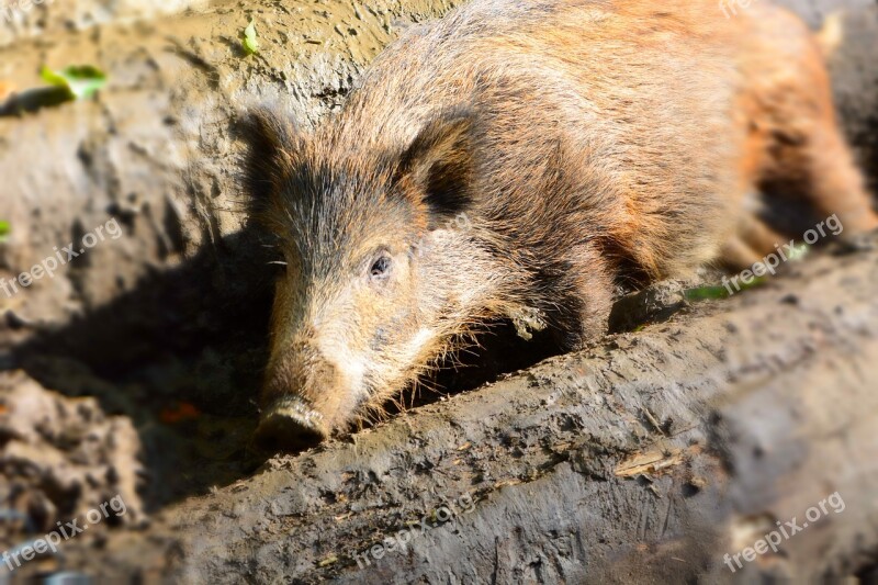 Boar Wild Nature Animal Wildlife Park