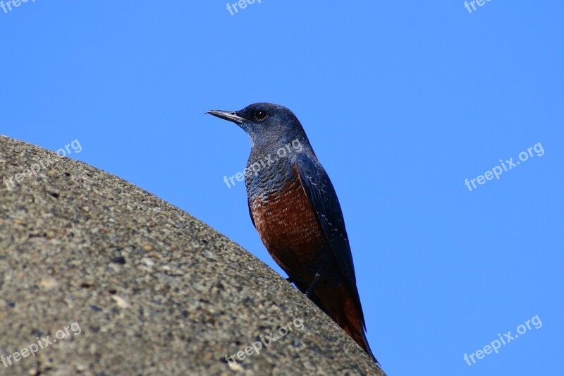 Animal Sky Sea Wild Birds Little Bird