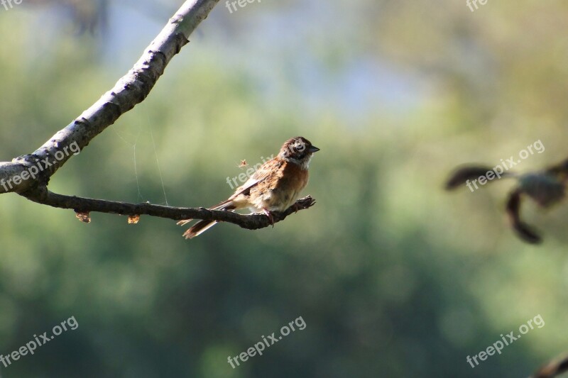 Animal Forest Twigs Green Wild Birds