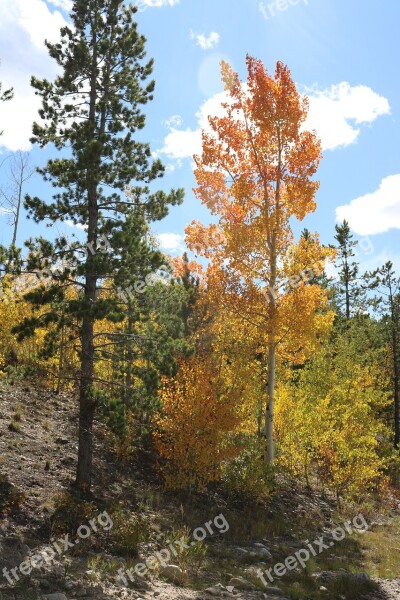 Autumn Fall Bush Landscapes Landscape