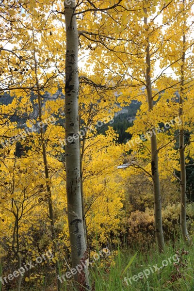 Autumn Fall Bush Landscapes Landscape