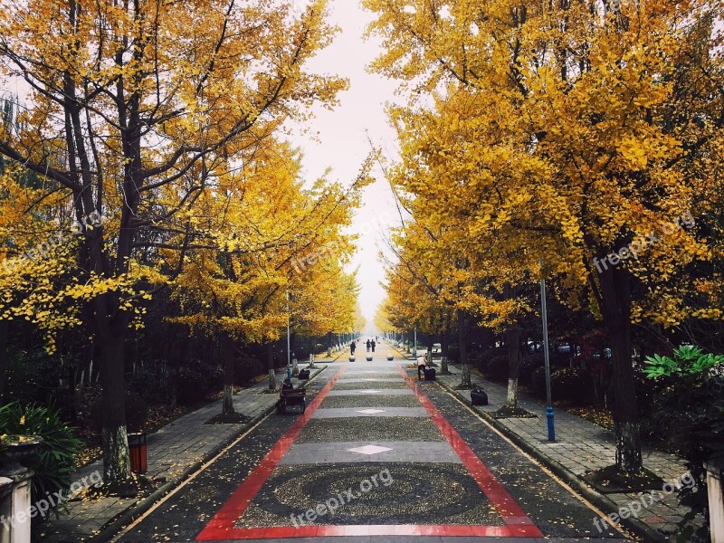 Chengdu China Street Ginkgo Free Photos