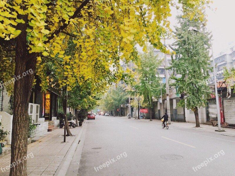 Chengdu China Street Ginkgo Free Photos