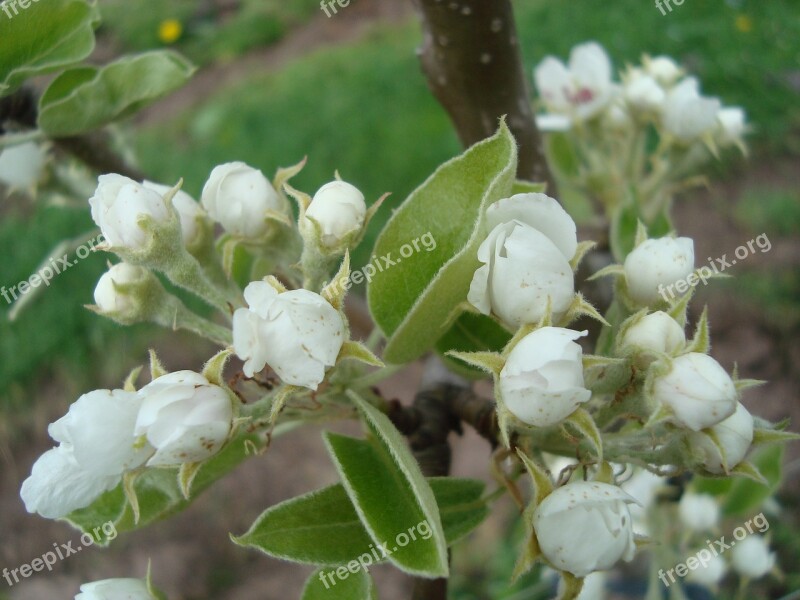 Pear Blossom Pear Blossom Bloom Spring