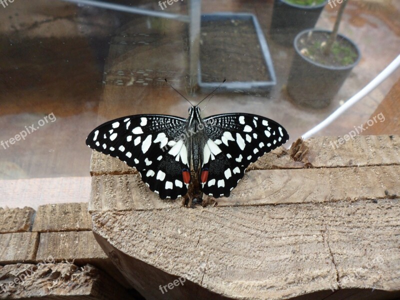 Butterfly In Butterfly World Bangor North Wales Free Photos