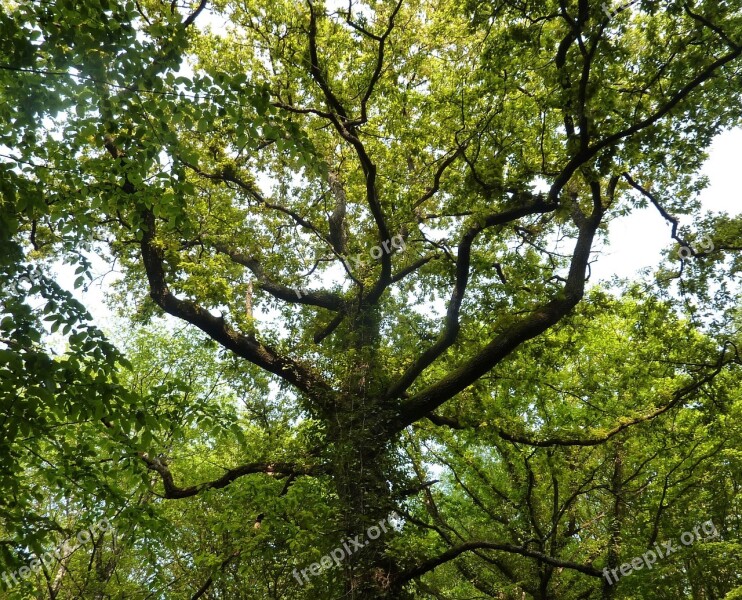 Tree Nature Leaves Trunk Majestic Tree