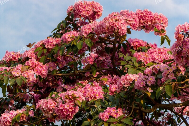 Spring Brazil The Northern Hemisphere Flowers Flower