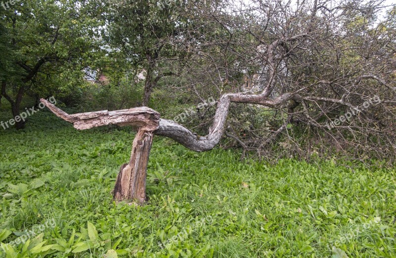 Broken Tree Storm Nature Wood