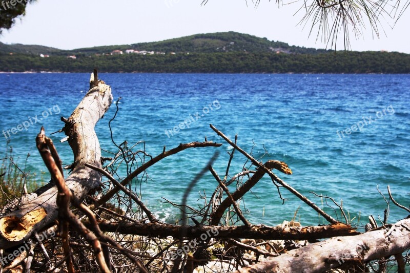 Croatia Sea Drift Wood Trogir Free Photos