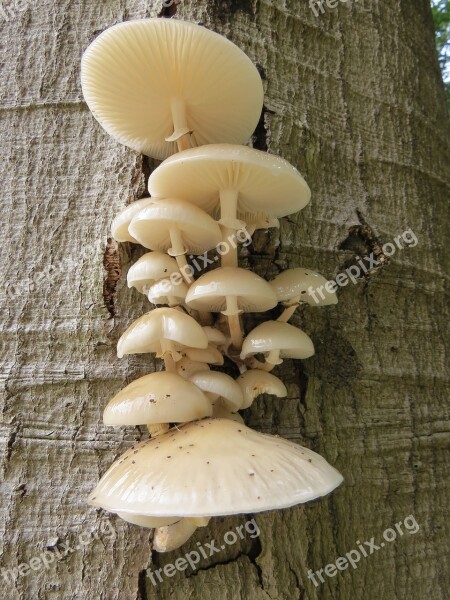 Mushroom Porcelain Fungus Fungi Forest Nature