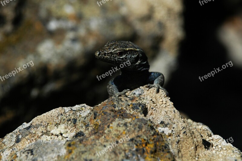 Giant Lizard Of El Hierro Lizard Giant Volcano Reptile