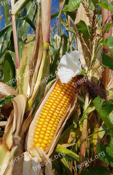 Corn Corn On The Cob Corn Field Harvest Fodder Plant Fodder Maize