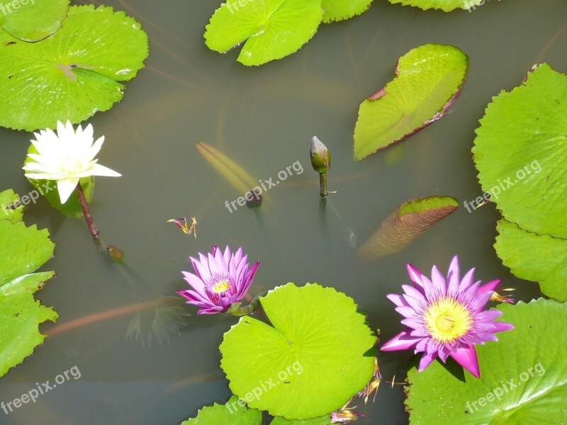 Pond Aquatic Plant Pink Water Lily Free Photos