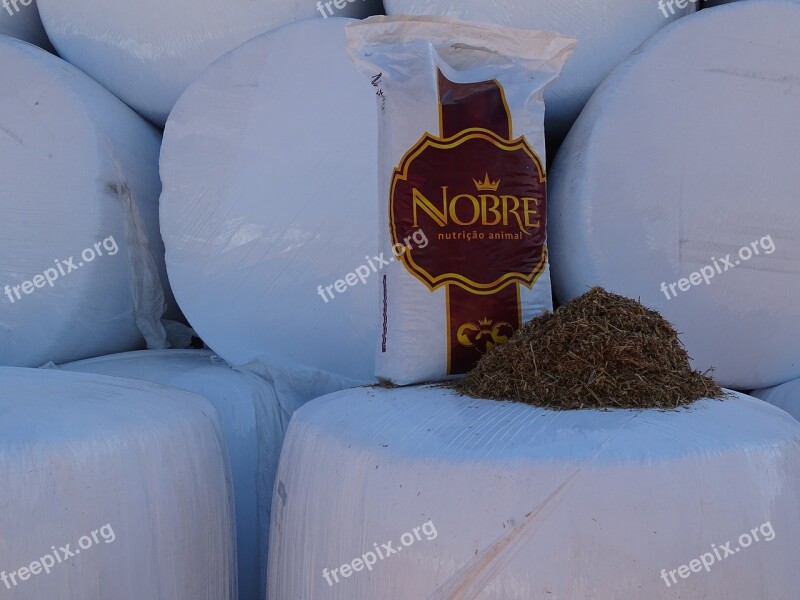 Noble Silage Wheat Nutrition Animal