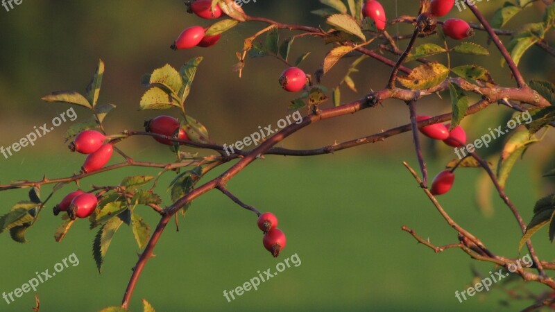 Hip Blackthorn Red Fetus Branch