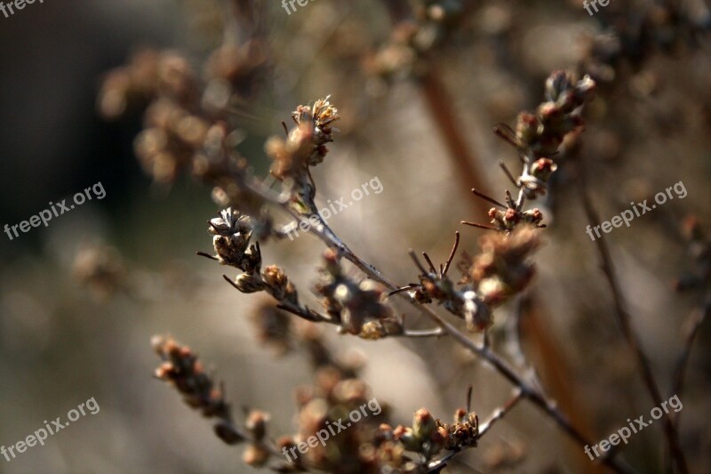 Herbs Steppe Grass Meadow Nature