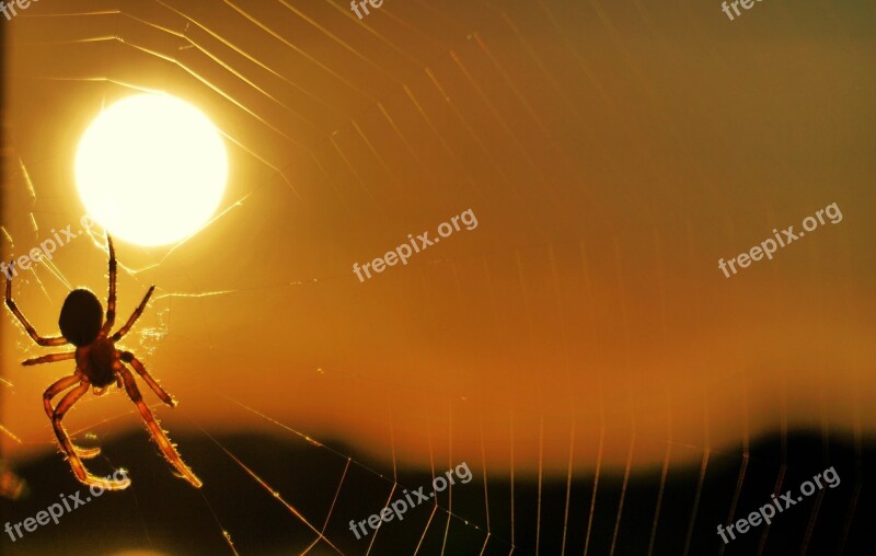 Spider Sun Sunset Cobweb Insect