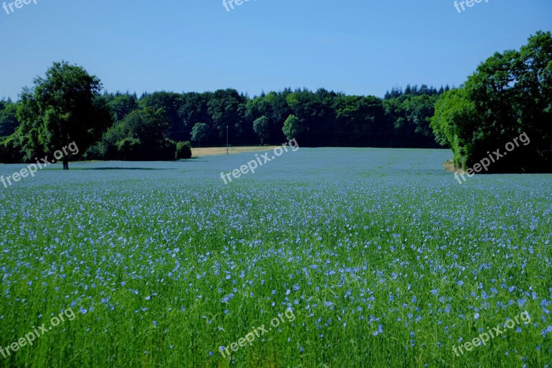 Landscapes Field Spring Lin Flowering