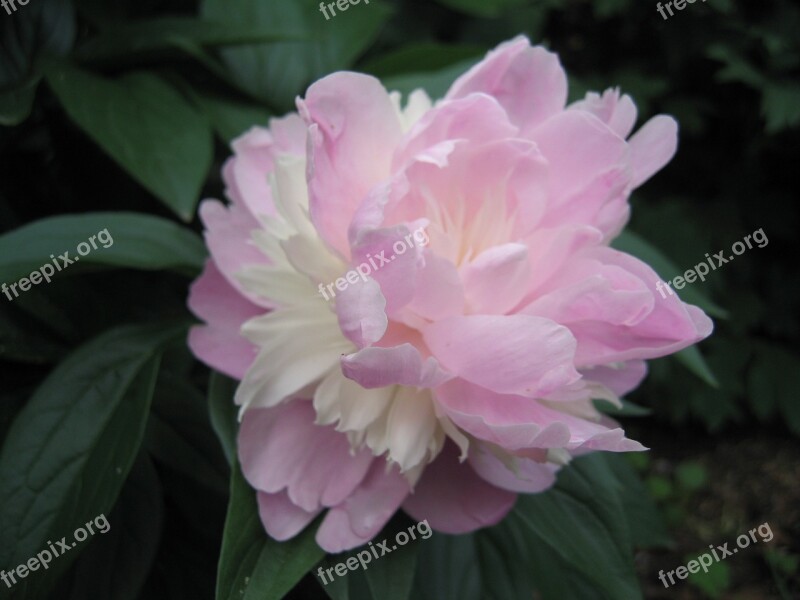 Peonies Flowers Flora Free Photos