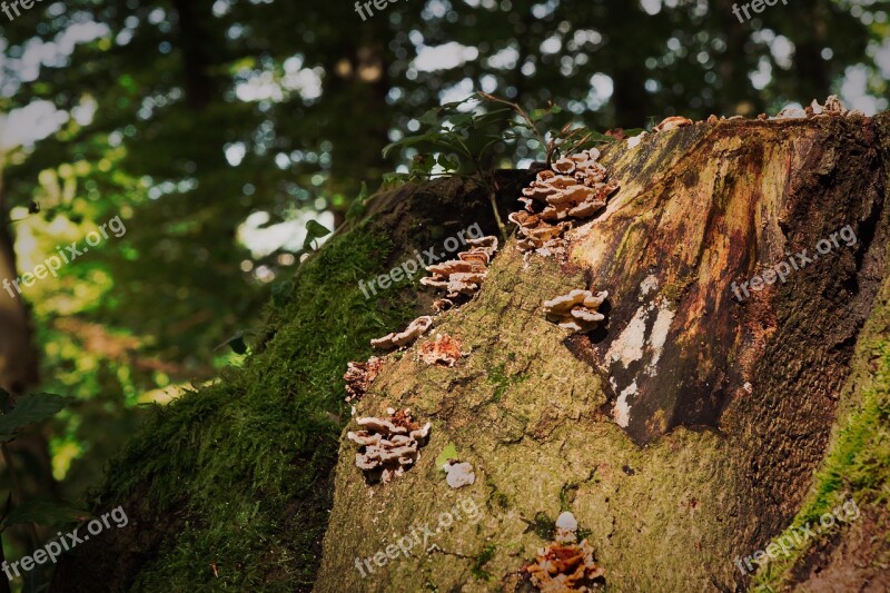 Mushrooms Autumn Tree Stump Forest Seasons