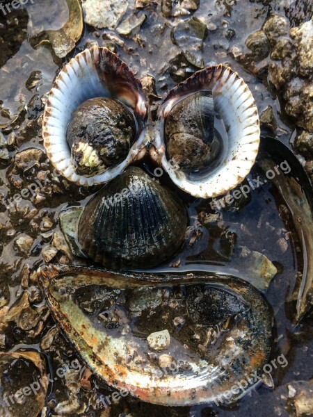 Angry Shell Beach Face Shout