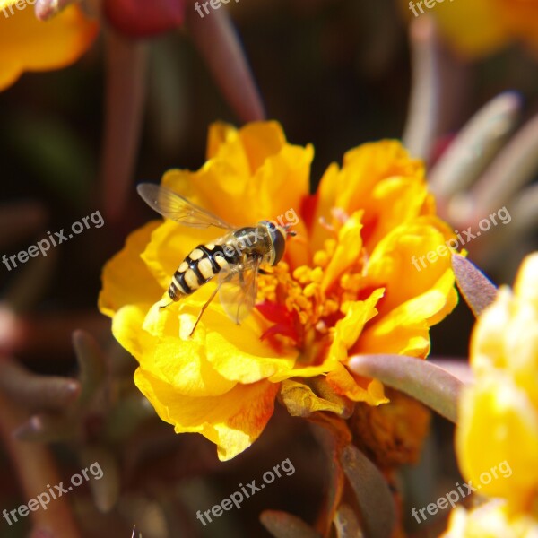 Bee Sucking Pollen Free Photos