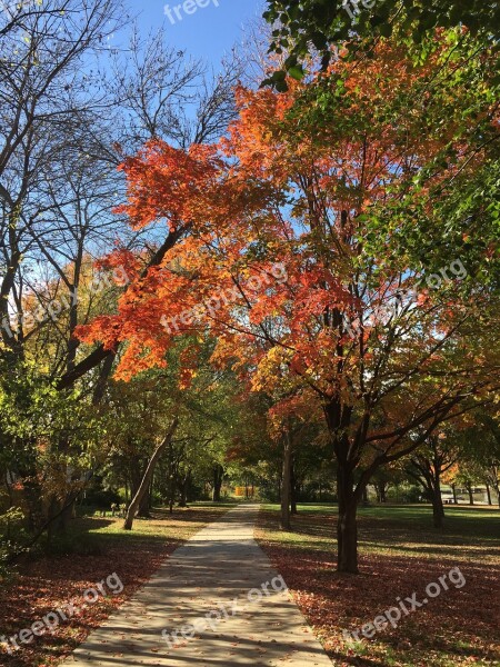 Fall Autumn Trees Leaves Season