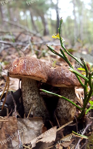 Mushroom Autumn Forest Mushroom Picking Close Up